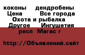 коконы    дендробены › Цена ­ 25 - Все города Охота и рыбалка » Другое   . Ингушетия респ.,Магас г.